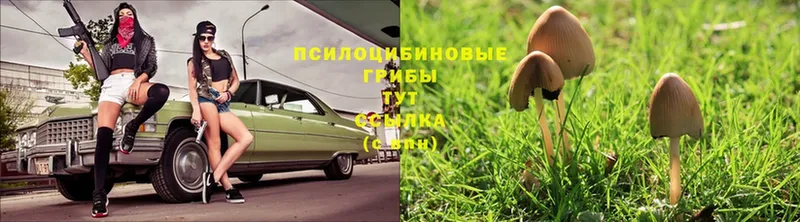 ссылка на мегу сайт  Зуевка  Псилоцибиновые грибы Magic Shrooms 